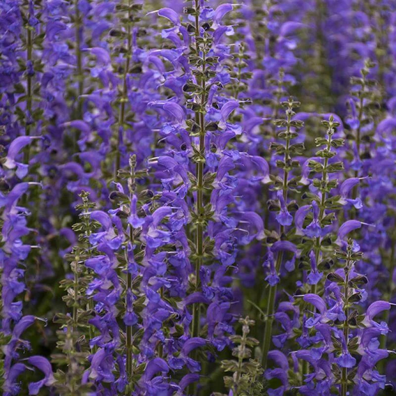Color Spires® 'Indiglo Girl' Salvia Color Spires® 'Indiglo Girl' Salvia -Great Garden Plants Shop salvia indiglo girl 4 sw