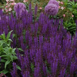 Bee Dazzled Pollinator Collection 2 Bee Dazzled Pollinator Collection -Great Garden Plants Shop salvia may night 2 2e14355a 8c87 4c1a b2c4 614102b011f3