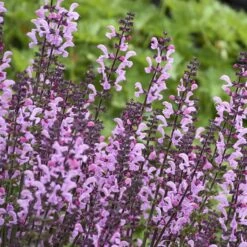 Color Spires® 'Pink Dawn' Salvia -Great Garden Plants Shop salvia pink dawn 3 sw