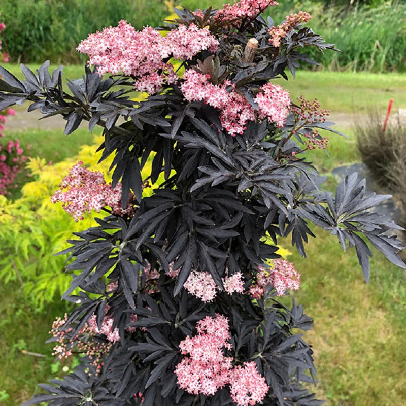 Laced Up® Elderberry Laced Up® Elderberry -Great Garden Plants Shop sambucus laced up 1
