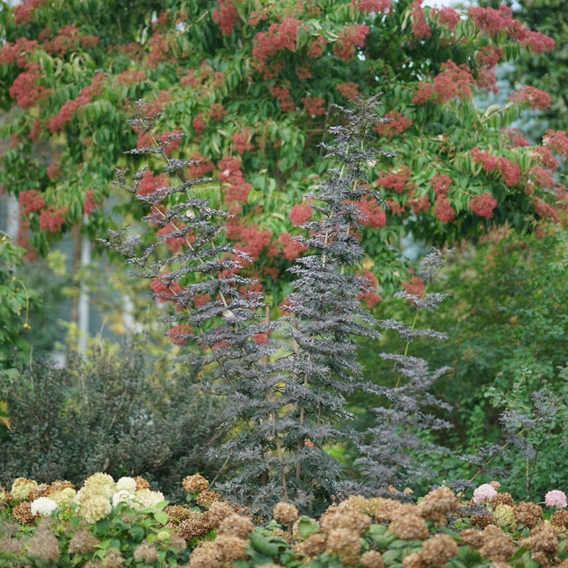 Laced Up® Elderberry Laced Up® Elderberry -Great Garden Plants Shop sambucus laced up 3