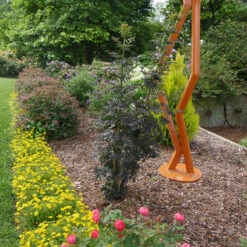 Laced Up® Elderberry 3 Laced Up® Elderberry -Great Garden Plants Shop sambucus laced up 4