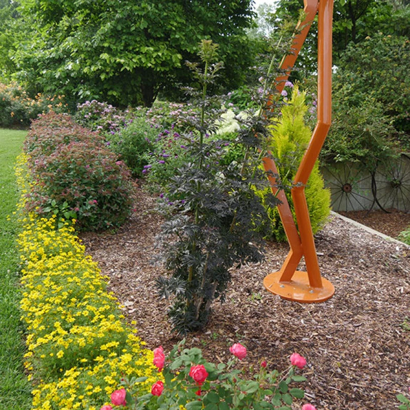 Laced Up® Elderberry Laced Up® Elderberry -Great Garden Plants Shop sambucus laced up 4