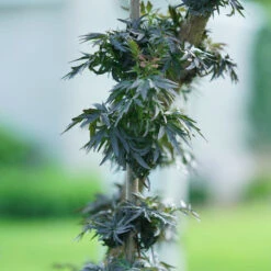 Laced Up® Elderberry 4 Laced Up® Elderberry -Great Garden Plants Shop sambucus laced up 5