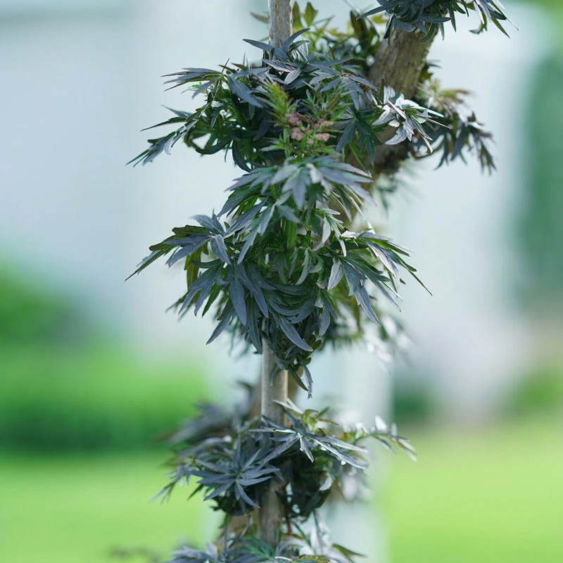 Laced Up® Elderberry Laced Up® Elderberry -Great Garden Plants Shop sambucus laced up 5