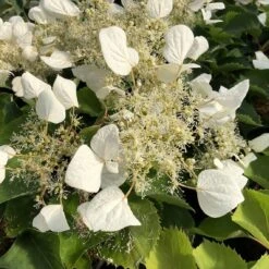 Flirty Girl™ False Hydrangea Vine -Great Garden Plants Shop schizophragma flirty girl 1 sw