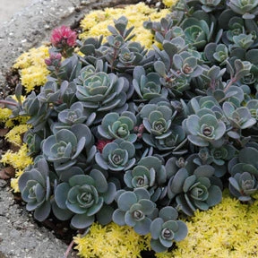 Sunsparkler® 'Blue Elf' Sedoro Sunsparkler® 'Blue Elf' Sedoro -Great Garden Plants Shop sedoro blue elf sedum 1