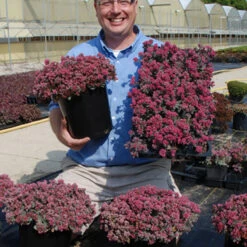 Sunsparkler® 'Blue Elf' Sedoro 3 Sunsparkler® 'Blue Elf' Sedoro -Great Garden Plants Shop sedoro blue elf sedum 3