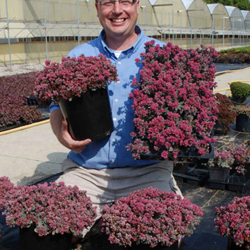 Sunsparkler® 'Blue Elf' Sedoro Sunsparkler® 'Blue Elf' Sedoro -Great Garden Plants Shop sedoro blue elf sedum 3