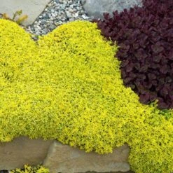Golden Stonecrop -Great Garden Plants Shop sedum acre aureum 2 sw