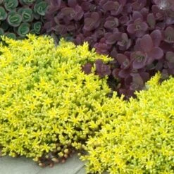 Great Garden Plants Shop -Great Garden Plants Shop sedum acre aureum 3 sw