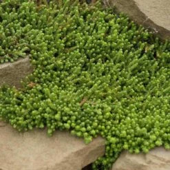 Golden Stonecrop -Great Garden Plants Shop sedum acre aureum 4 sw