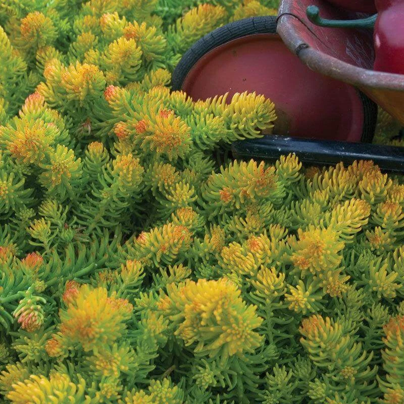 'Angelina' Stonecrop 'Angelina' Stonecrop -Great Garden Plants Shop sedum angelina 1 5247b8ad 5792 4f1a af5a 22e343117971 sw
