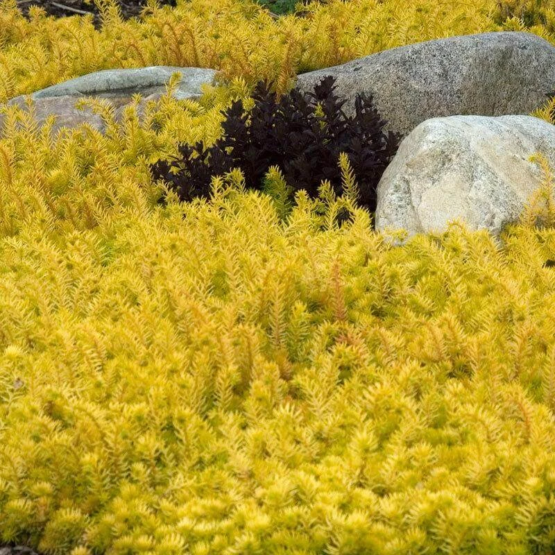 'Angelina' Stonecrop 'Angelina' Stonecrop -Great Garden Plants Shop sedum angelina 2 96095484 1b8a 44e3 a813 f6cb9b5345d6 sw