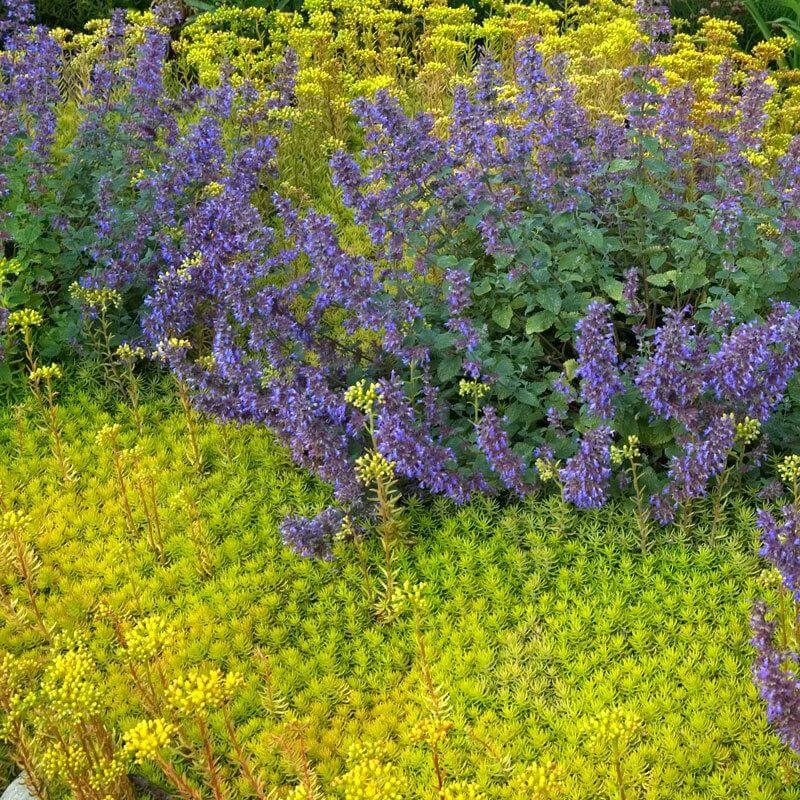 'Angelina' Stonecrop 'Angelina' Stonecrop -Great Garden Plants Shop sedum angelina 3 290d8295 fbb3 4230 95cf 735b1b3781b7 sw