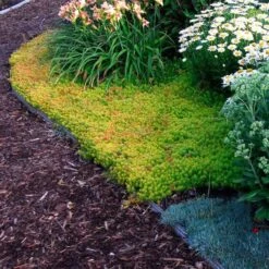 'Angelina' Stonecrop 3 'Angelina' Stonecrop -Great Garden Plants Shop sedum angelina 4 c1960bac f9a2 498d b839 bdc91bfcdf90 sw
