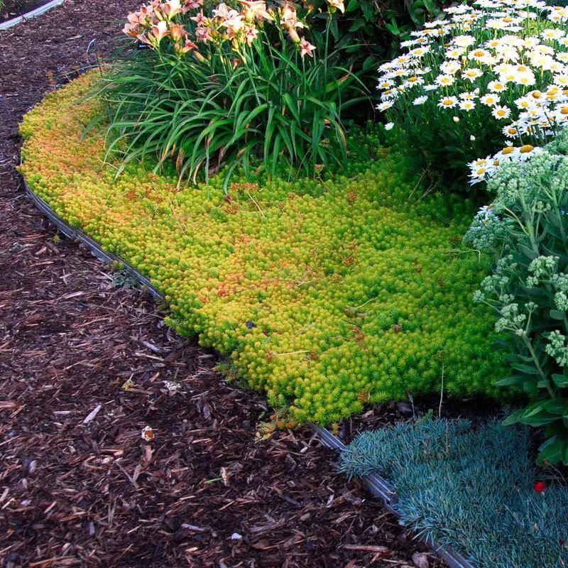 'Angelina' Stonecrop 'Angelina' Stonecrop -Great Garden Plants Shop sedum angelina 4 c1960bac f9a2 498d b839 bdc91bfcdf90 sw