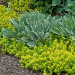 'Angelina' Stonecrop 4 'Angelina' Stonecrop -Great Garden Plants Shop sedum angelina 6 bd4c972d 7594 4131 aed1 4806fee7312b sw