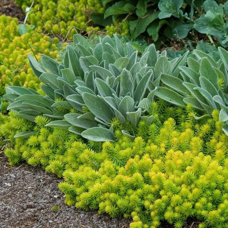 'Angelina' Stonecrop 'Angelina' Stonecrop -Great Garden Plants Shop sedum angelina 6 bd4c972d 7594 4131 aed1 4806fee7312b sw