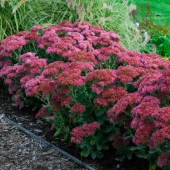 Butterfly Garden Collection -Great Garden Plants Shop sedum autumn joy 3