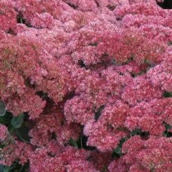 'Autumn Joy' Stonecrop -Great Garden Plants Shop sedum autumn joy 5 897b38ab 3ac0 4b4c 9b48 20f691cba69b sw