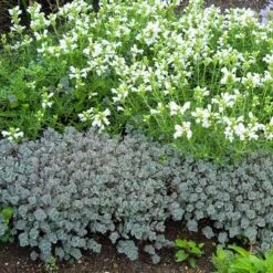 'Lidakense' Stonecrop -Great Garden Plants Shop sedum cauticola lidakense 4 sw