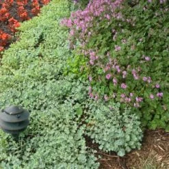'Lidakense' Stonecrop -Great Garden Plants Shop sedum cauticola lidakense 5 sw