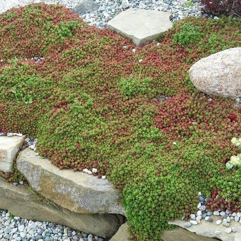 'Coral Carpet' Stonecrop 'Coral Carpet' Stonecrop -Great Garden Plants Shop sedum coral carpet 1 sw