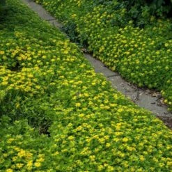Japanese Stonecrop (Sedum Ellacombianum) 3 Japanese Stonecrop (Sedum Ellacombianum) -Great Garden Plants Shop sedum ellacombianum 4 sw