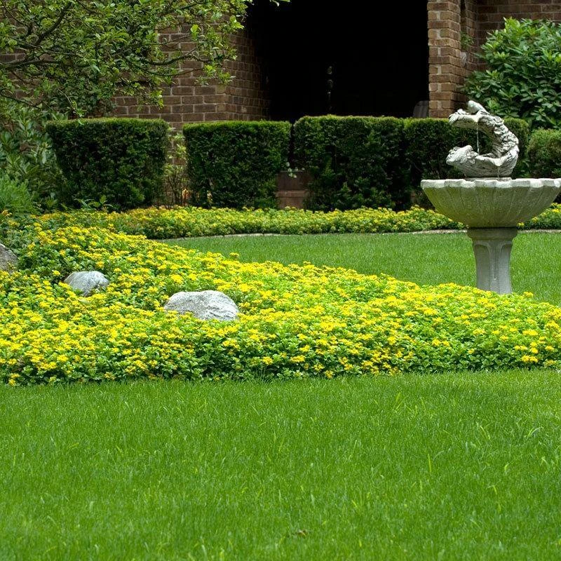 Japanese Stonecrop (Sedum ellacombianum) Japanese Stonecrop (Sedum Ellacombianum) -Great Garden Plants Shop sedum ellacombianum 5 sw