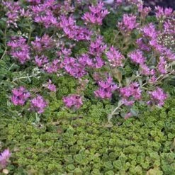 'John Creech' Stonecrop -Great Garden Plants Shop sedum john creech 5