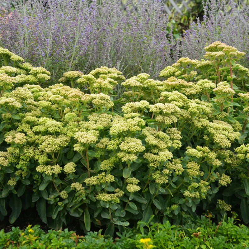 Rock 'N Grow® 'Lemonjade' Stonecrop Rock 'N Grow® 'Lemonjade' Stonecrop -Great Garden Plants Shop sedum lemon jade 1
