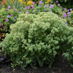 Rock 'N Grow® 'Lemonjade' Stonecrop 2 Rock 'N Grow® 'Lemonjade' Stonecrop -Great Garden Plants Shop sedum lemon jade 3
