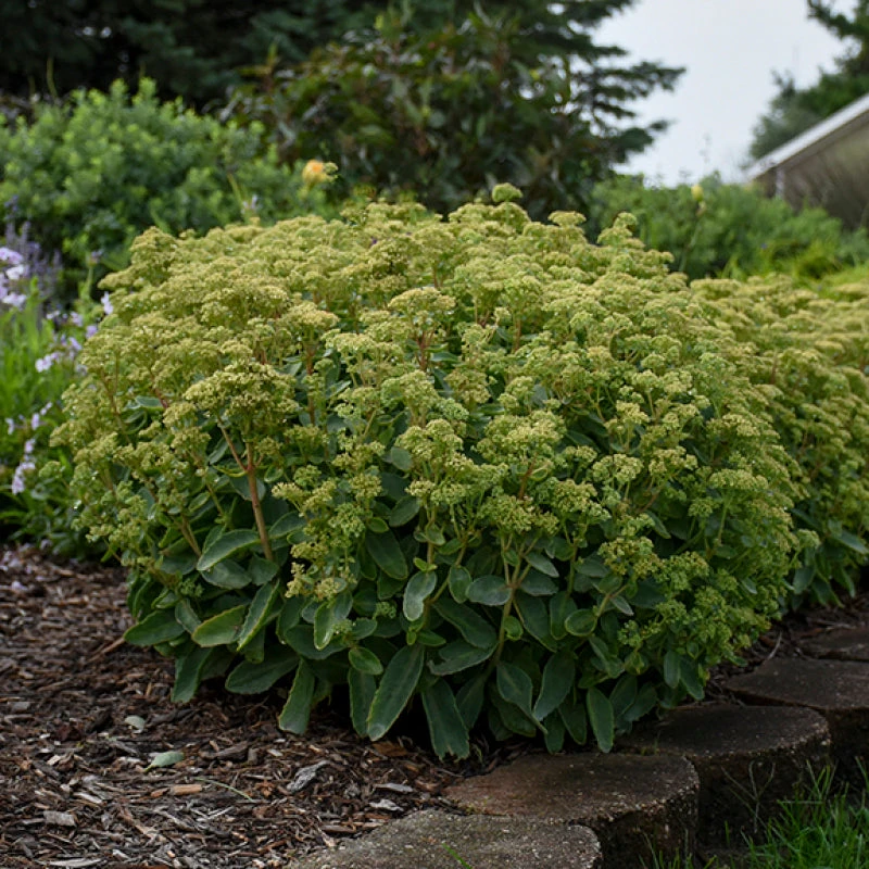 Rock 'N Grow® 'Lemonjade' Stonecrop Rock 'N Grow® 'Lemonjade' Stonecrop -Great Garden Plants Shop sedum lemon jade 4