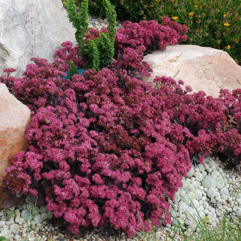 Sunsparkler® 'Plum Dazzled' Stonecrop Sunsparkler® 'Plum Dazzled' Stonecrop -Great Garden Plants Shop sedum plum dazzled 1