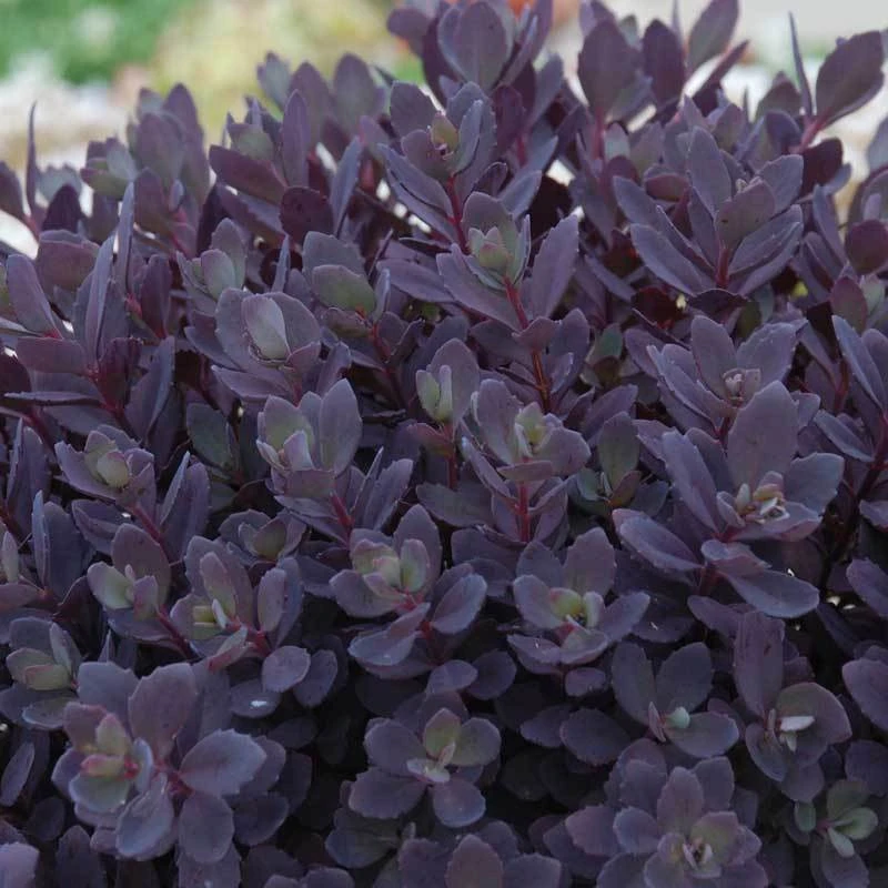 Sunsparkler® 'Plum Dazzled' Stonecrop Sunsparkler® 'Plum Dazzled' Stonecrop -Great Garden Plants Shop sedum plum dazzled 2