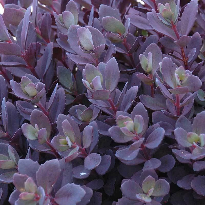 Sunsparkler® 'Plum Dazzled' Stonecrop Sunsparkler® 'Plum Dazzled' Stonecrop -Great Garden Plants Shop sedum plum dazzled 3