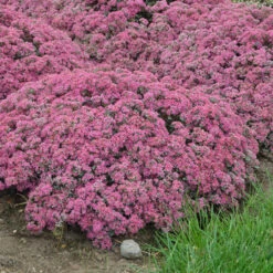 Rock 'N Round™ 'Popstar' Stonecrop -Great Garden Plants Shop sedum pop star 4