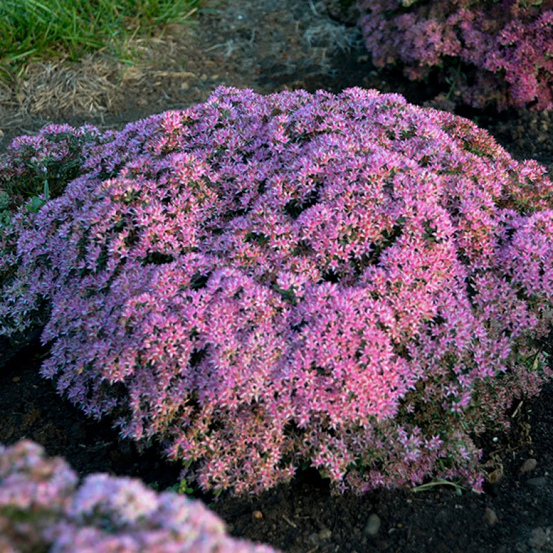 Rock 'N Round 'Pride and Joy' Stonecrop Rock 'N Round 'Pride And Joy' Stonecrop -Great Garden Plants Shop sedum pride joy 1