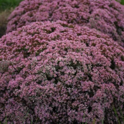 Rock 'N Round 'Pride And Joy' Stonecrop 2 Rock 'N Round 'Pride And Joy' Stonecrop -Great Garden Plants Shop sedum pride joy 3