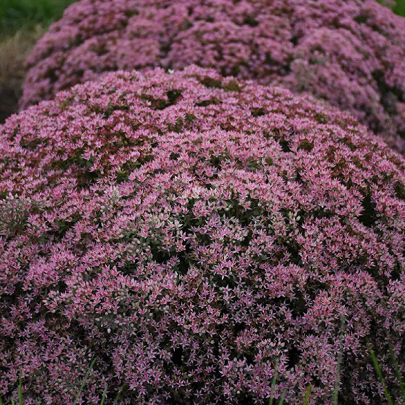 Rock 'N Round 'Pride and Joy' Stonecrop Rock 'N Round 'Pride And Joy' Stonecrop -Great Garden Plants Shop sedum pride joy 3
