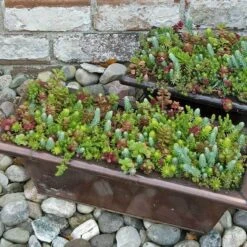 SedumSod® -Great Garden Plants Shop sedum sod 12