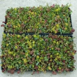 SedumSod® -Great Garden Plants Shop sedum sod 3