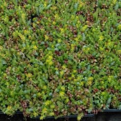 SedumSod® -Great Garden Plants Shop sedum sod 4