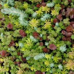 SedumSod® -Great Garden Plants Shop sedum sod 5