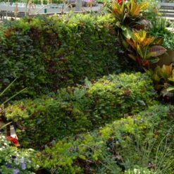 SedumSod® -Great Garden Plants Shop sedum sod 6