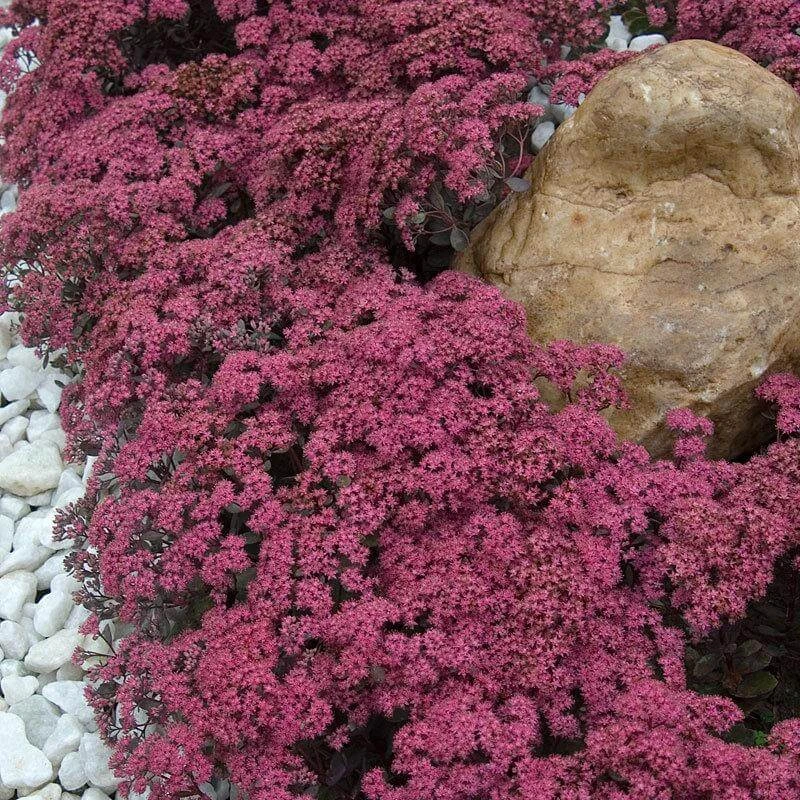 Sunsparkler® 'Dazzleberry' Stonecrop Sunsparkler® 'Dazzleberry' Stonecrop -Great Garden Plants Shop sedum sunsparkler dazzleberry 1 sw