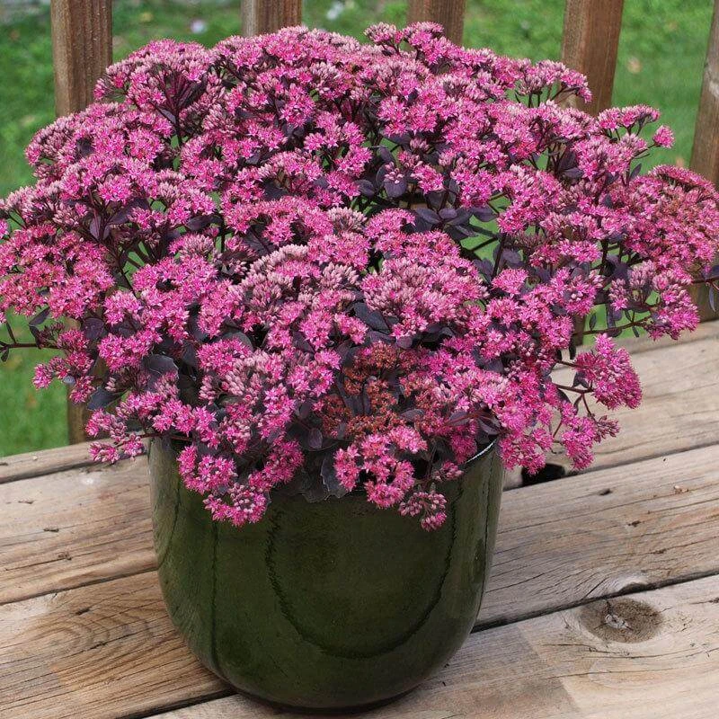 Sunsparkler® 'Dazzleberry' Stonecrop Sunsparkler® 'Dazzleberry' Stonecrop -Great Garden Plants Shop sedum sunsparkler dazzleberry 2 sw