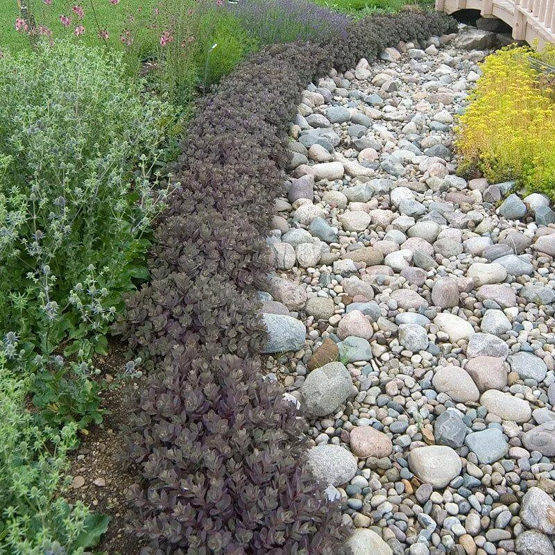 Sunsparkler® 'Dazzleberry' Stonecrop Sunsparkler® 'Dazzleberry' Stonecrop -Great Garden Plants Shop sedum sunsparkler dazzleberry 3 sw