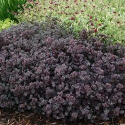 Sunsparkler® 'Dazzleberry' Stonecrop 3 Sunsparkler® 'Dazzleberry' Stonecrop -Great Garden Plants Shop sedum sunsparkler dazzleberry 4 sw